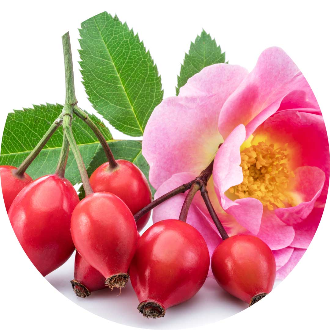fancy-face-Rosa-Rugosa-Flower-Extract